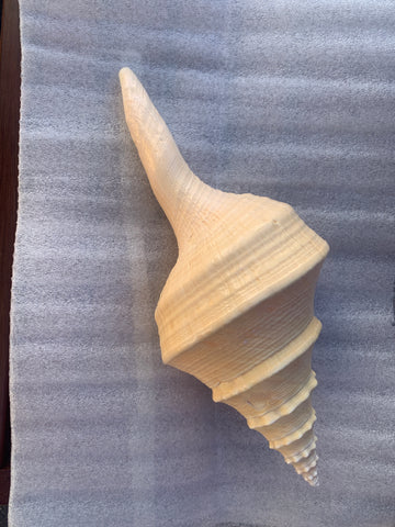 Seashell Syrinx Aruanus Australian Trumpet Sea Shell 14.5" Inches Approximately