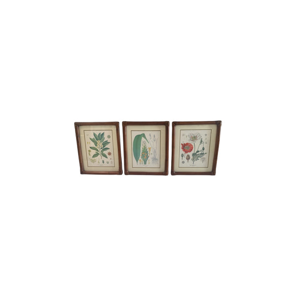 Vintage Kohler's Medizinal-Pflanzen atlas Botanical Prints bamboo framed lot 6