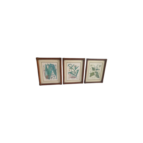 Vintage Kohler's Medizinal-Pflanzen atlas Botanical Prints bamboo framed lot 6
