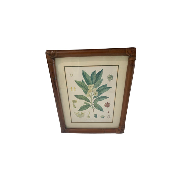 Vintage Kohler's Medizinal-Pflanzen atlas Botanical Prints bamboo framed lot 6