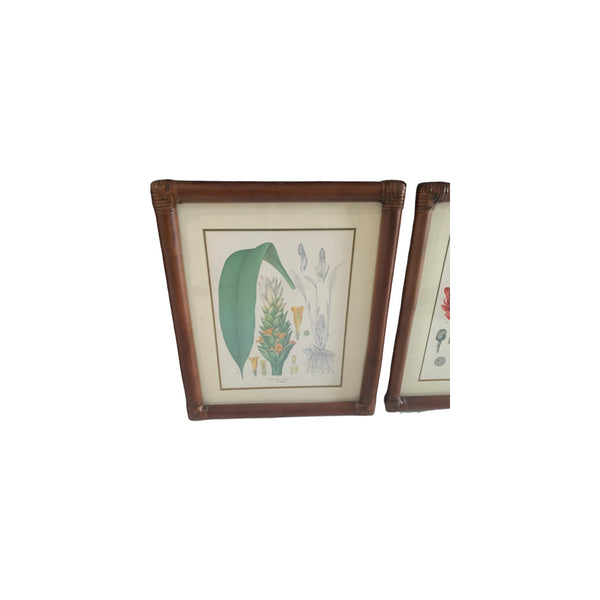 Vintage Kohler's Medizinal-Pflanzen atlas Botanical Prints bamboo framed lot 6