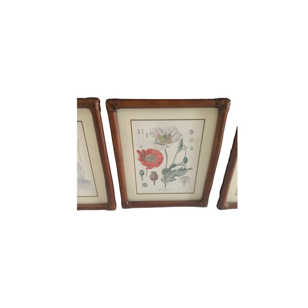 Vintage Kohler's Medizinal-Pflanzen atlas Botanical Prints bamboo framed lot 6