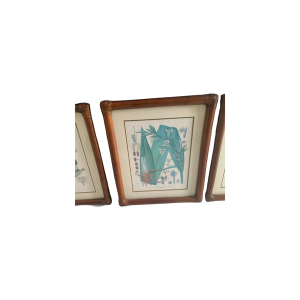 Vintage Kohler's Medizinal-Pflanzen atlas Botanical Prints bamboo framed lot 6