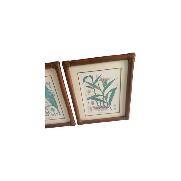 Vintage Kohler's Medizinal-Pflanzen atlas Botanical Prints bamboo framed lot 6