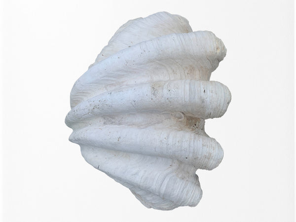 Natural Giant Clam Shell Vintage Huge Tridacna Gigas W 31"x D 25" x H 10" 105lbs